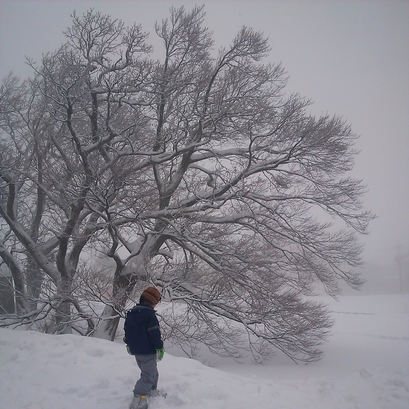 tree