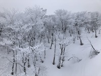 雪の森