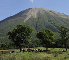 大山グリーン